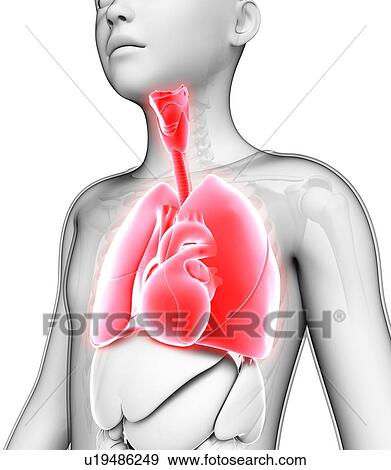 Stock Photo - Human respiratory system, illustration. Fotosearch