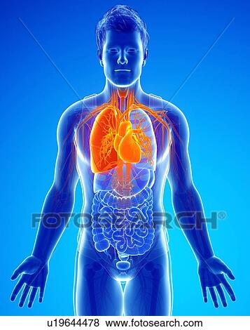 Human respiratory system, illustration View Large Photo Image Stock Photo - Human respiratory system, illustration. Fotosearch