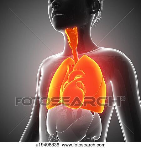 Human respiratory system, illustration View Large Photo Image Stock Photograph - Human respiratory system, illustration. Fotosearch