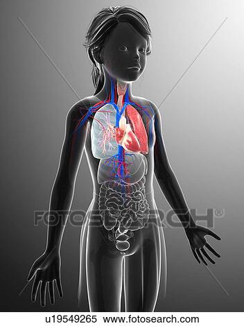 Human respiratory system, illustration View Large Photo Image Stock Photography - Human respiratory system, illustration. Fotosearch