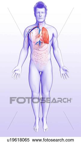 Human respiratory system, illustration View Large Photo Image Stock Photography - Human respiratory system, illustration. Fotosearch