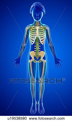 Stock Image - Human skeletal system, illustration. Fotosearch