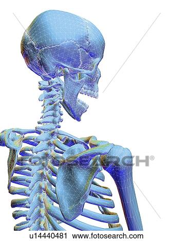 Stock Image - Human skeleton, computer artwork. Fotosearch