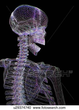 Human skeleton, computer artwork View Large Photo Image Stock Image - Human skeleton, computer artwork. Fotosearch