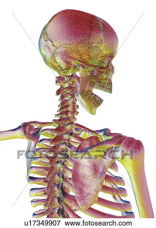 Human skeleton, computer artwork View Large Photo Image Stock Photo - Human skeleton, computer artwork. Fotosearch