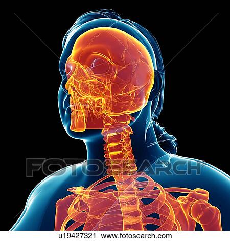 Human skull and spine, illustration View Large Photo Image Stock Image - Human skull and spine, illustration. Fotosearch