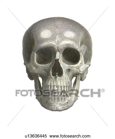 Human skull, artwork View Large Photo Image Stock Photography - Human skull, artwork. Fotosearch