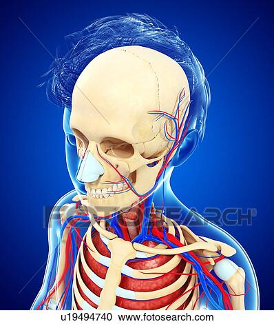 Stock Image - Human skull, illustration. Fotosearch