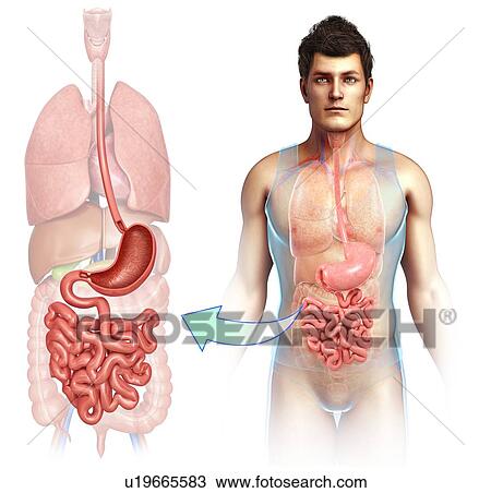 Stock Image - Human small intestine, illustration. Fotosearch