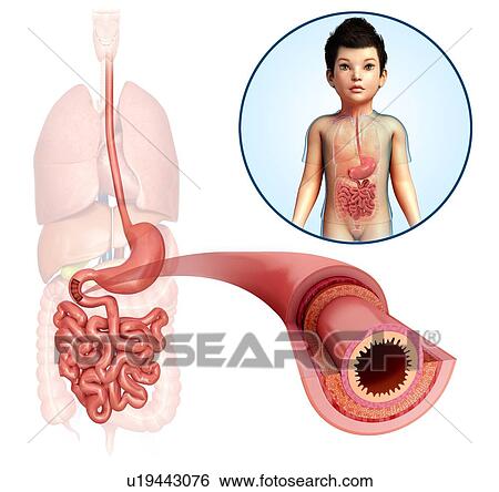 Stock Photograph - Human small intestine, illustration. Fotosearch