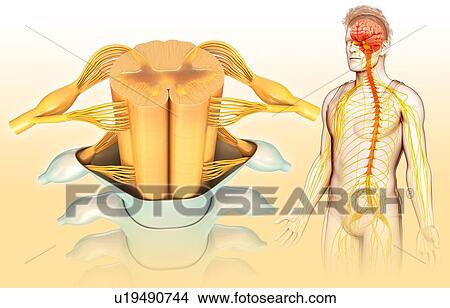 Picture - Human spinal cord, illustration. Fotosearch
