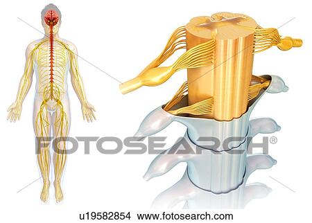 Picture - Human spinal cord, illustration. Fotosearch