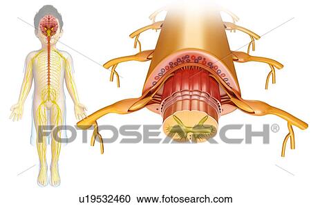 Stock Image - Human spinal cord, illustration. Fotosearch