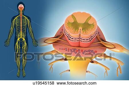 Stock Photo - Human spinal cord, illustration. Fotosearch