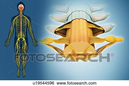 Stock Photograph - Human spinal cord, illustration. Fotosearch