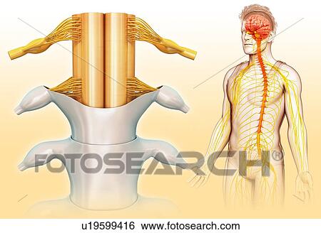 Stock Photograph - Human spinal cord, illustration. Fotosearch