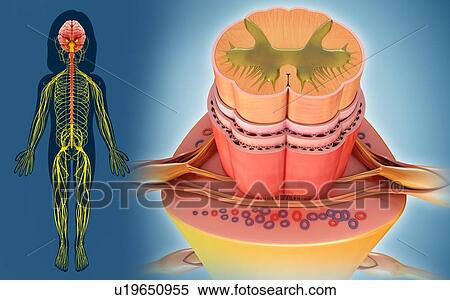 Stock Photography - Human spinal cord, illustration. Fotosearch