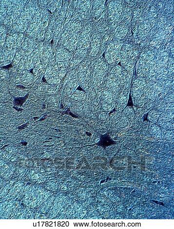 Stock Image - Human spinal cord, light micrograph. Fotosearch