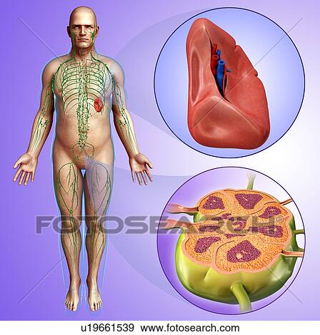 Stock Photo - Human spleen and lymph node, illustration. Fotosearch
