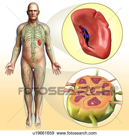 Human spleen and lymph node, illustration View Large Photo Image Stock Photo - Human spleen and lymph node, illustration. Fotosearch
