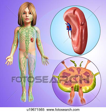 Stock Photography - Human spleen and lymph node, illustration. Fotosearch
