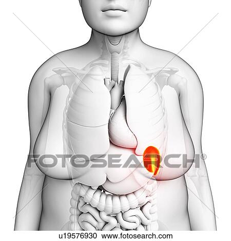 Stock Image - Human spleen, illustration. Fotosearch