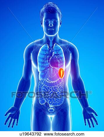 Stock Image - Human spleen, illustration. Fotosearch