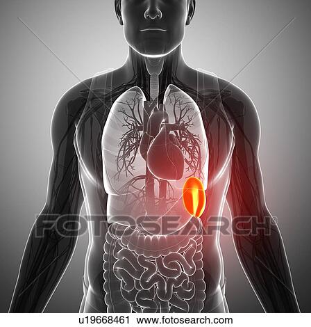 Human spleen, illustration View Large Photo Image Stock Image - Human spleen, illustration. Fotosearch