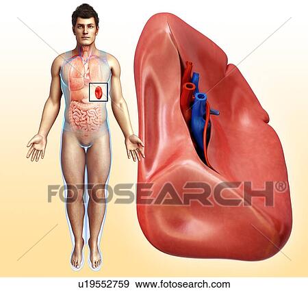 Stock Photo - Human spleen, illustration. Fotosearch