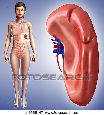 Human spleen, illustration View Large Photo Image Stock Photo - Human spleen, illustration. Fotosearch