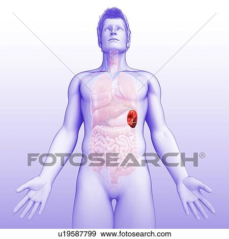 Stock Photo - Human spleen, illustration. Fotosearch