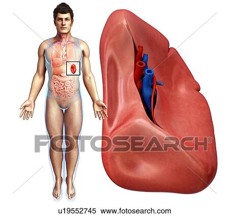 Stock Photography - Human spleen, illustration. Fotosearch
