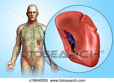Stock Photography - Human spleen, illustration. Fotosearch