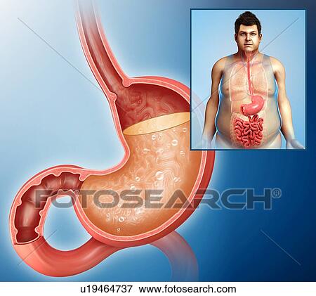 Stock Photo - Human stomach acid, illustration. Fotosearch