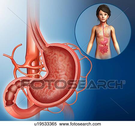 Stock Photography - Human stomach anatomy, illustration. Fotosearch