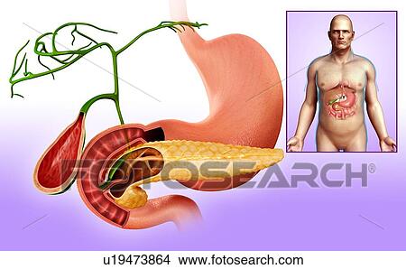 Human stomach and pancreas, illustration View Large Photo Image Picture - Human stomach and pancreas, illustration. Fotosearch