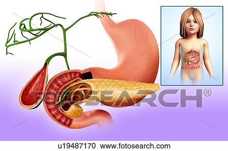 Stock Image - Human stomach and pancreas, illustration. Fotosearch