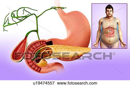 Human stomach and pancreas, illustration View Large Photo Image Stock Photo - Human stomach and pancreas, illustration. Fotosearch