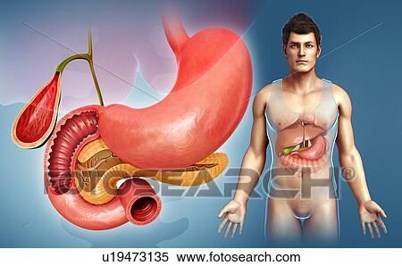 Human stomach and pancreas, illustration View Large Photo Image Stock Photography - Human stomach and pancreas, illustration. Fotosearch