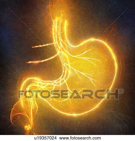 Human stomach, illustration View Large Photo Image Picture - Human stomach, illustration. Fotosearch