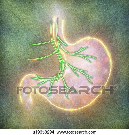 Human stomach, illustration View Large Photo Image Picture - Human stomach, illustration. Fotosearch
