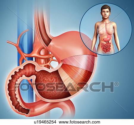 Human stomach, illustration View Large Photo Image Picture - Human stomach, illustration. Fotosearch