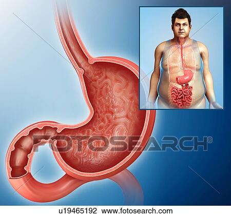 Stock Image - Human stomach, illustration. Fotosearch