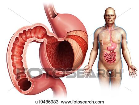 Human stomach, illustration View Large Photo Image Stock Image - Human stomach, illustration. Fotosearch