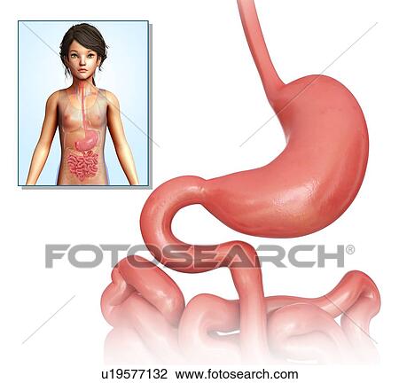 Stock Image - Human stomach, illustration. Fotosearch
