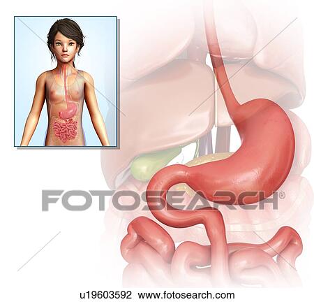 Human stomach, illustration View Large Photo Image Stock Image - Human stomach, illustration. Fotosearch
