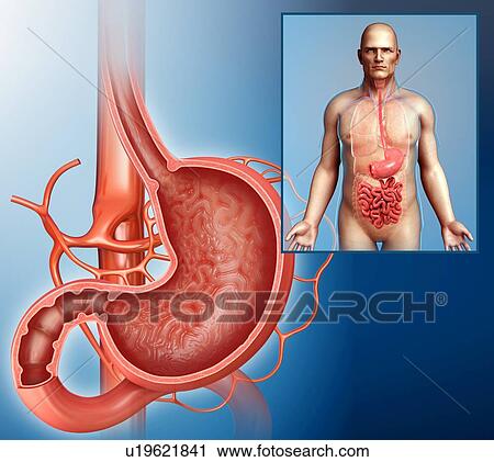 Human stomach, illustration View Large Photo Image Stock Image - Human stomach, illustration. Fotosearch