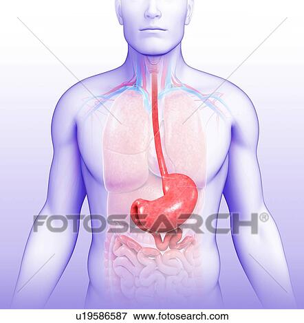 Human stomach, illustration View Large Photo Image Stock Photo - Human stomach, illustration. Fotosearch