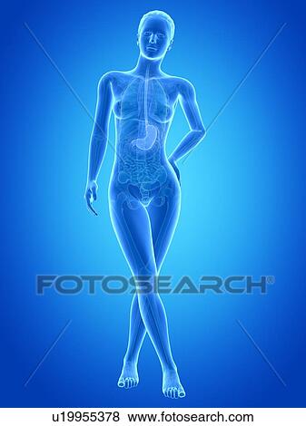 Stock Photo - Human stomach, illustration. Fotosearch