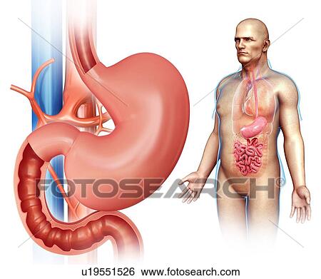 Human stomach, illustration View Large Photo Image Stock Photograph - Human stomach, illustration. Fotosearch